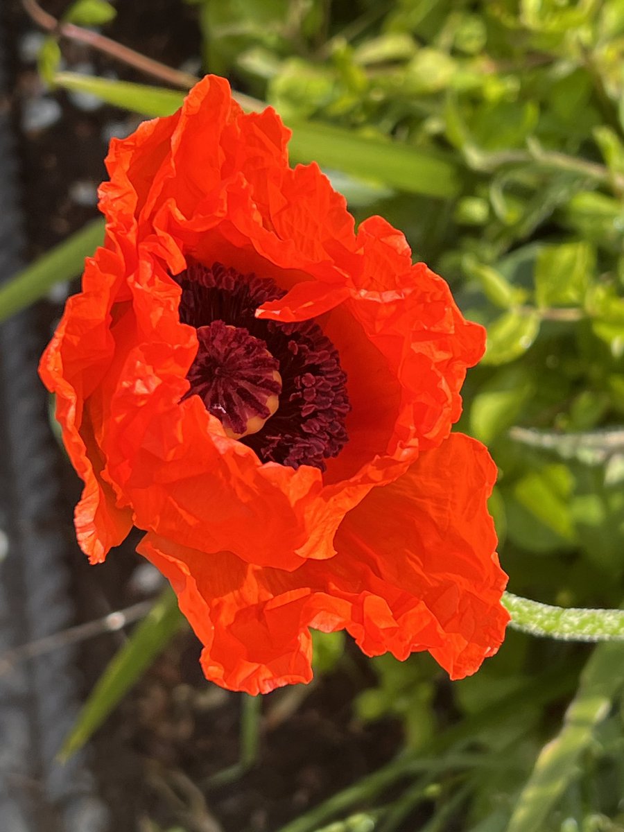 The anniversary poppies are out. They always flower at the same time. It would have been 21 years today.