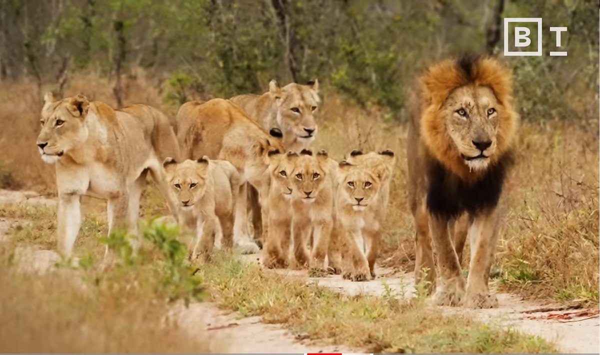 Biologist: “Saving the world” isn’t naive—it’s been done before | Sean B... youtube.com/clip/UgkxBKkYC… via <a href="/YouTube/">YouTube</a>