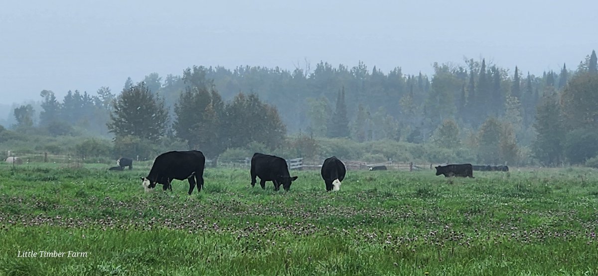 Rachel Gray says, 'Every cattle woman is a risk-taker.' Her blog provides a glimpse into her farming life, her daring career and the beautiful gifts that come with the territory of raising cattle. #WomenFarmers #RaisingCattle

findourcommonground.com/raising-cattle/