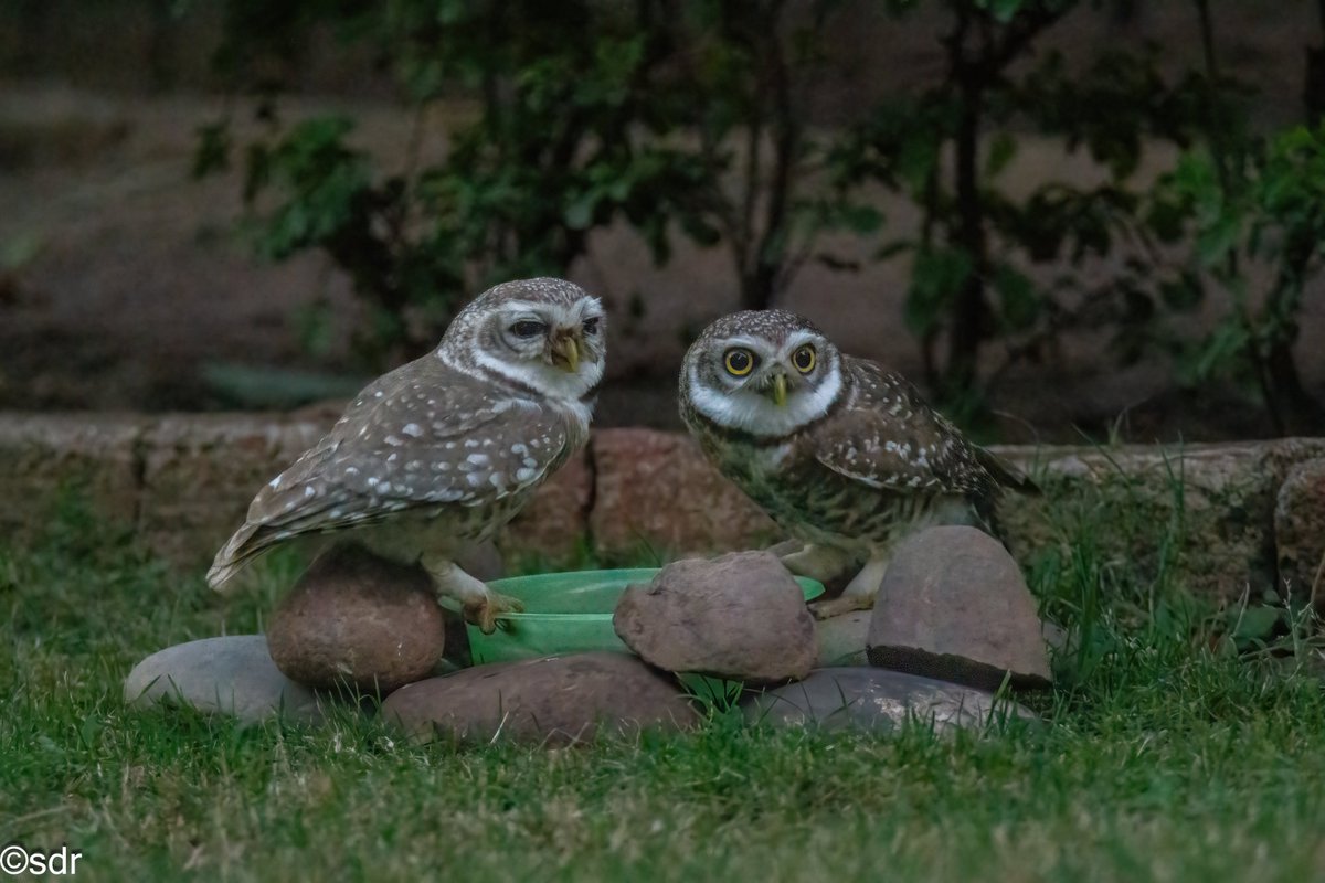 Visitor to my Garden. Pair of Spotted Owlets visiting late evening for a drink, beating the heat. @ragnyabhawani @IndiAves @bbcwildlifemag #BirdsSeenIn2004 #BBCWildlifePOTD #chandigarhbirds