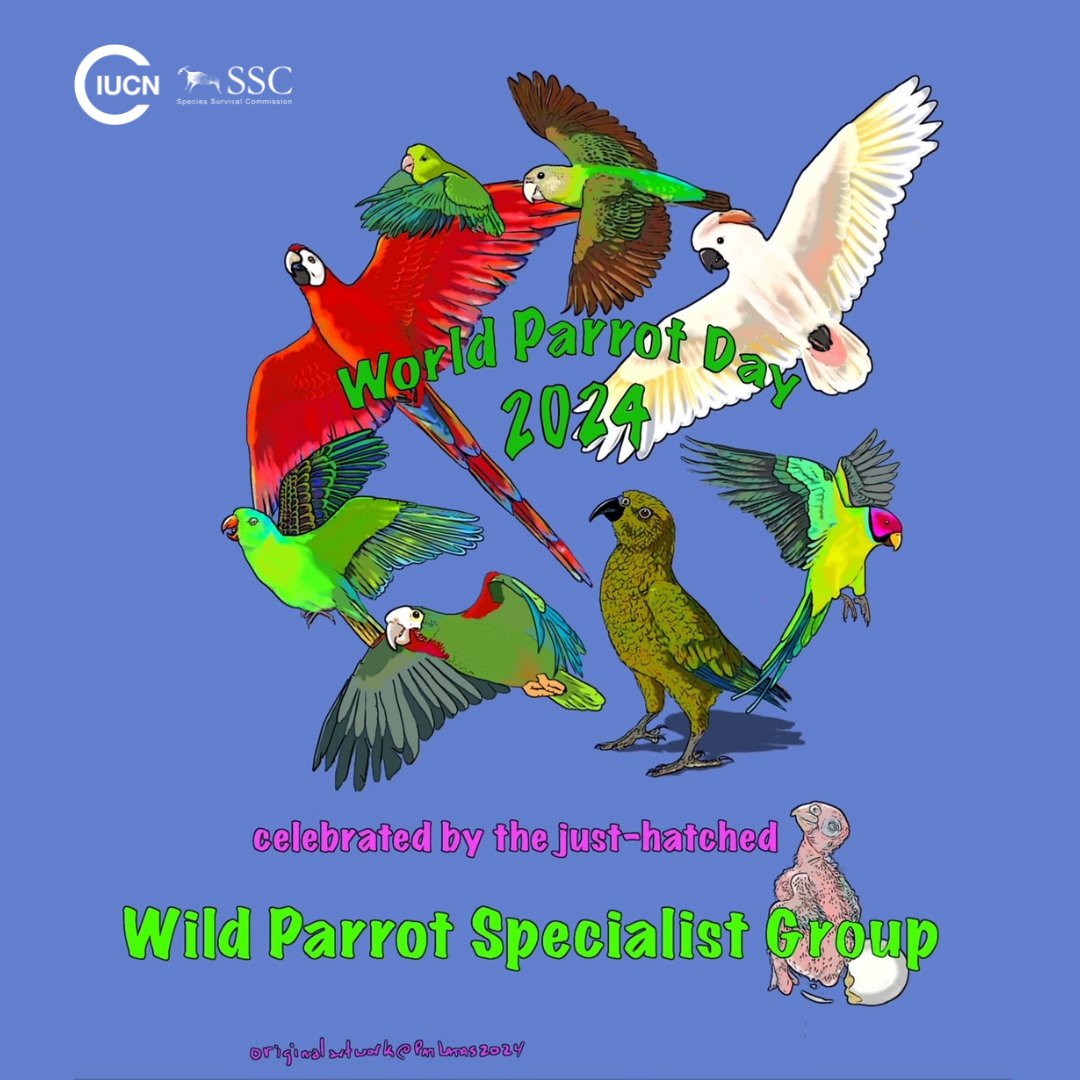 #DidYouKnow that parrots, encompassing nearly 400 species, are a remarkably diverse group but also one of the most endangered among birds?  

Learn more by supporting the newly formed Wild Parrot Specialist Group 🔗iucn.org/story/202405/c…

#WorldParrotDay