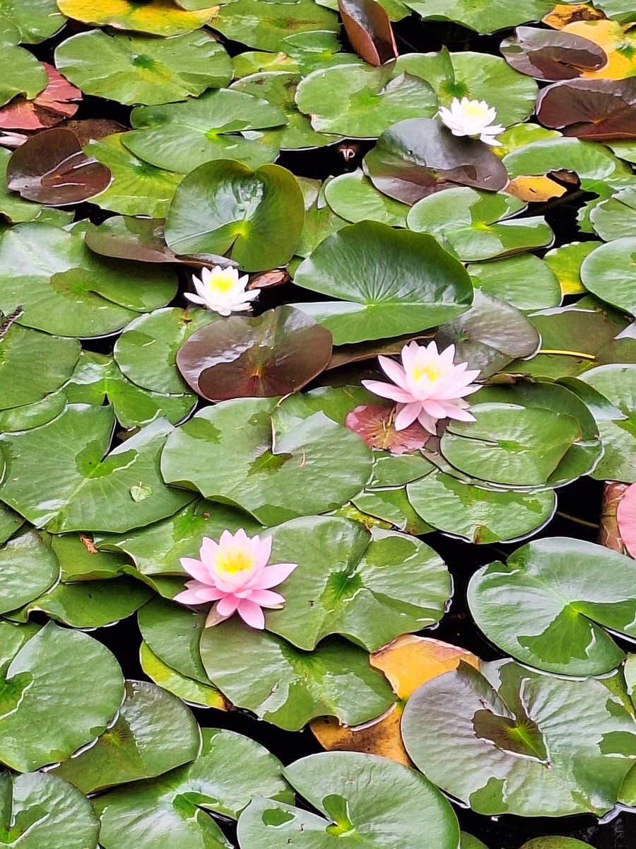 神代植物公園にて

睡蓮

池一面に淡いピンクの花
初夏の美しさですね😊

睡蓮は、水面スレスレに花が咲き
ハスは、水面より高く花をつけ
蓮の方が花も葉も大きいようです

ハスは　真夏に、朝方～昼
睡蓮は　初夏から夏中、日中いっぱい
咲いています

#季節の植物
#神代植物公園
#睡蓮
#スイレン