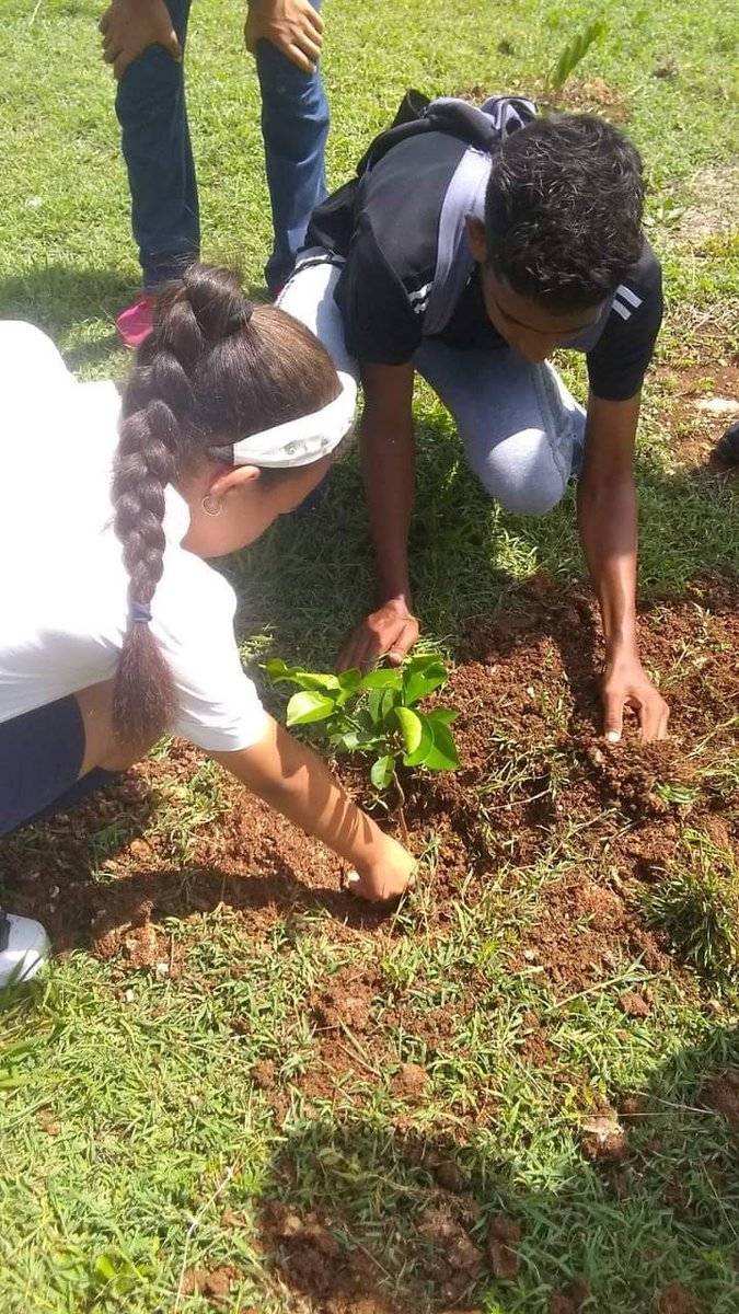 Pioneros de la ESBEC Luís Augusto Turcios Lima contribuyen a la siembra de árboles frutales como parte del proyecto social  'Reforestando mi escuela'. #EducaciónJiguaní . #EducaciónGranma . #CubaMined . #ProvinciaGranma .