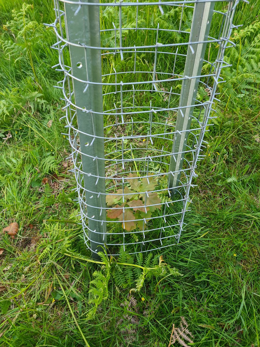 Alexander Brewster tweet media