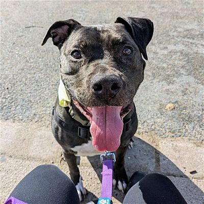 Described as 'the epitome of sweetness and grace,' Bloom--a 12-year-old Pit Bull mix at an overcrowded shelter in #Oakland, #CA-- is in IMMEDIATE need of adoption, a foster home, or rescue adoptapet.com/pet/40403279-o… #URGENT #seniordog #PitBull #AdoptableDogofDa y 🐶