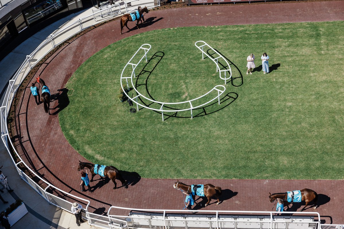 Caulfield Thoroughbred Club Races track update: 🏇 Rating: Good 4 🛤️ Rail: 9.0 M ☀️ Weather: Fine (14°C) 💨 Wind: 15 kp/h S The first on the program, the Dexion Victoria Handicap, will jump at 11:50am. Live updates: bit.ly/3KwoCyc