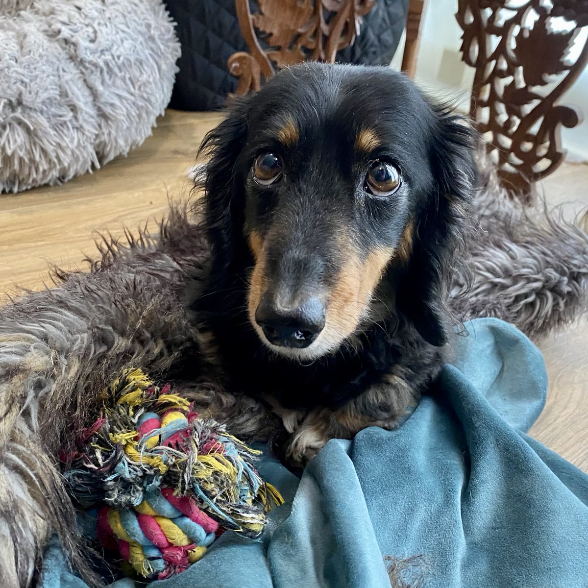 SausageDogHotel's tweet image. "Please may I try a small piece of that?" #Groaker