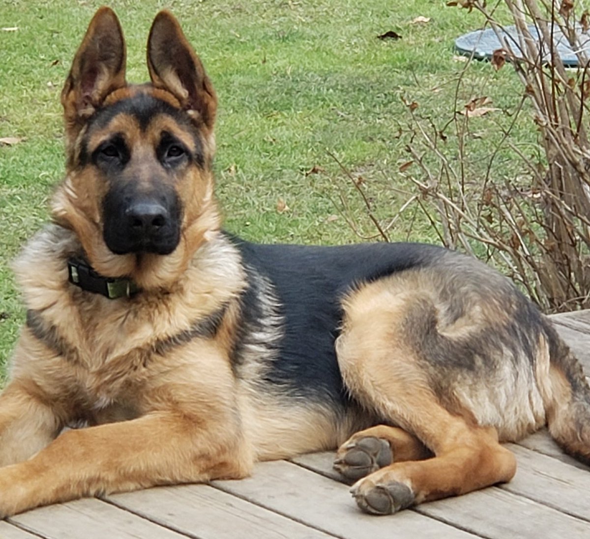 MISSING in #Maryhill. Lucky, a 3 yr old brown &amp; black German Shepherd dog, was last seen in the Woolwich Guelph Townline area on May 29. Microchipped and wearing collar. Do not chase. Any info please contact number on facebook.com/GroundSearchan… or let us know.