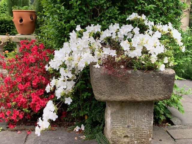 Grousy's Roman Garden

The best show of blooms since planted. The strange thing is, the stone trough is very shallow and has to be kept watered three times a week. Ten days of rain can't be the reason the white azalea is so healthy.