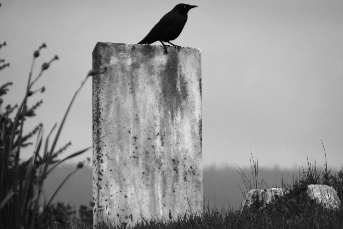 Grackle in the graveyard. May 31st, 2024