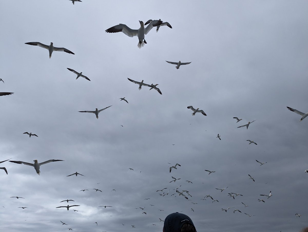 GroundwaterMike's tweet photo. Old Red Sandstone cliffs on Noss, #Shetlands (spot cruise ship for indication of scale) where 400 million year old river &amp; lake deposits provide nesting site for hundreds of gannets. Some very interested in our boat but the Great Skua is pretty relaxed #geology #GeolyHoliday https://t.co/KOjTzUtR19