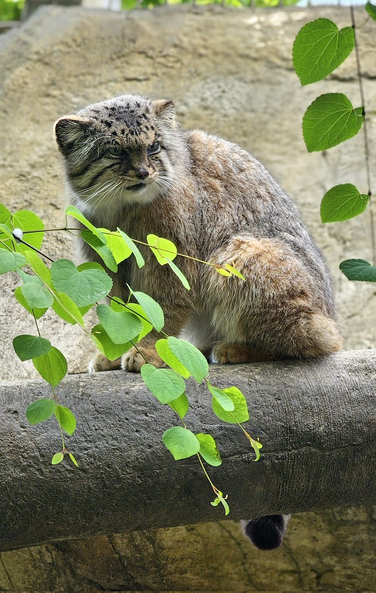 ボルくん

📱2024.05.24(金)
#マヌルネコ #ボル♂
#マヌルネコのうた #manul
#pallascat #pallasscat
#那須どうぶつ王国
#nasuanimalkingdom