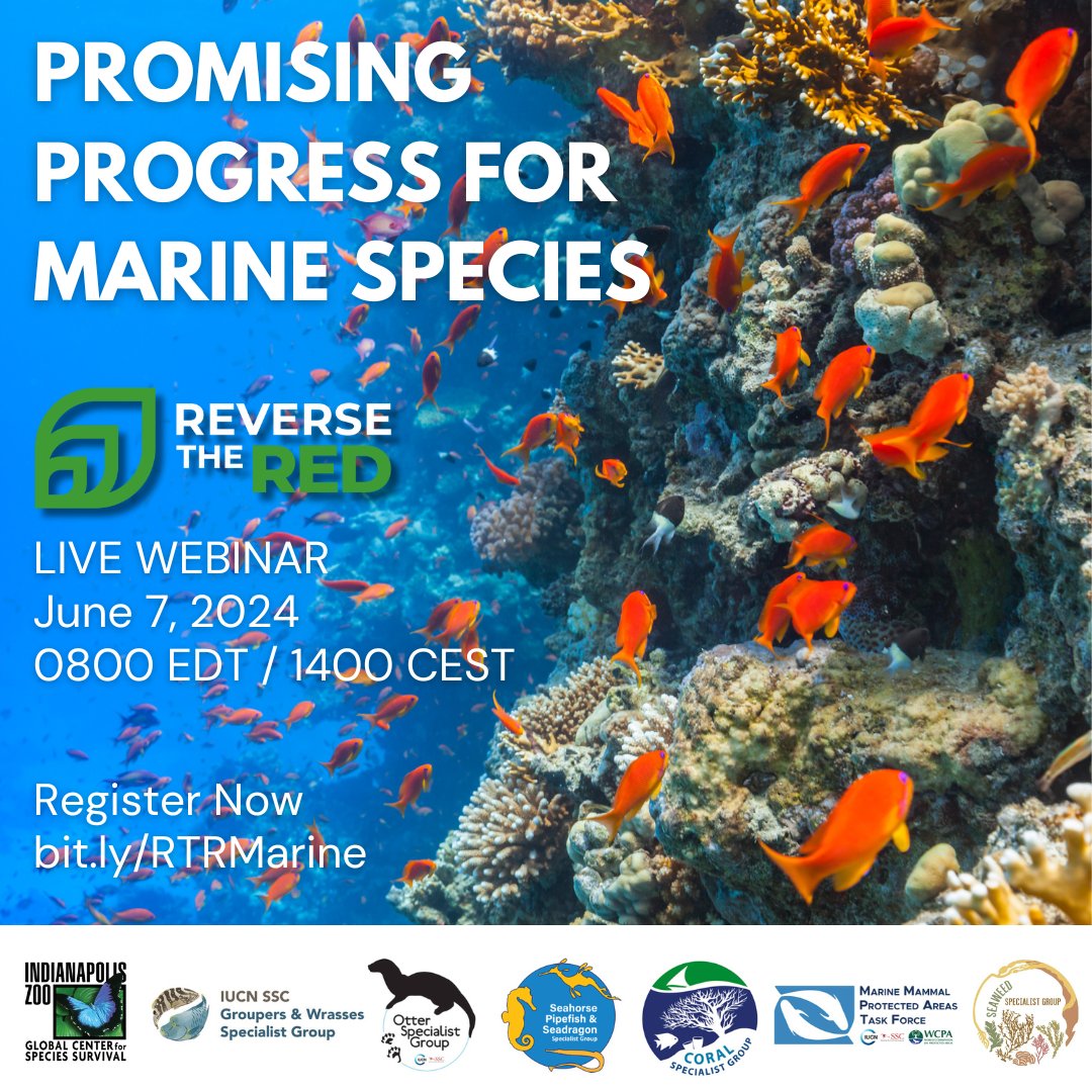 🌊 #WorldOceansDay is just around the corner! 🌍 Join us the day before to hear about the promising progress being made to protect our marine species. Hosted by our Chair @AmandaVincent1, it will cover a wide range of taxa & conservation tools. Register bit.ly/RTRMarine