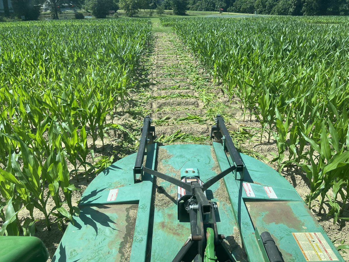 PrecAgEngineer's tweet photo. School is out so my summer help is back. Checking crops and cutting alleys in plots with my little helper today!! #ugatifton #research24 https://t.co/Bx3PmGOGPR
