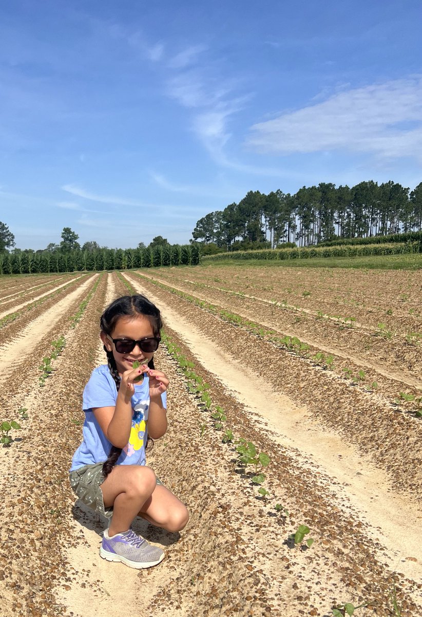 PrecAgEngineer's tweet photo. School is out so my summer help is back. Checking crops and cutting alleys in plots with my little helper today!! #ugatifton #research24 https://t.co/Bx3PmGOGPR