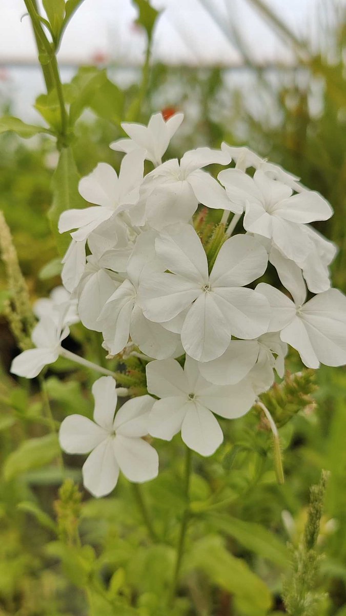 En fleurs en ce moment la dentelaire du Cap (Plumbago capensis). Plante étalée ou grimpante évidemment originaire d'Afrique du Sud à la longue et abondante floraison, emblématique des jardins méditerranéens. Plus communément à fleurs bleues.