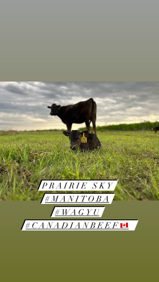 Riding Mountain Wagyu tweet media
