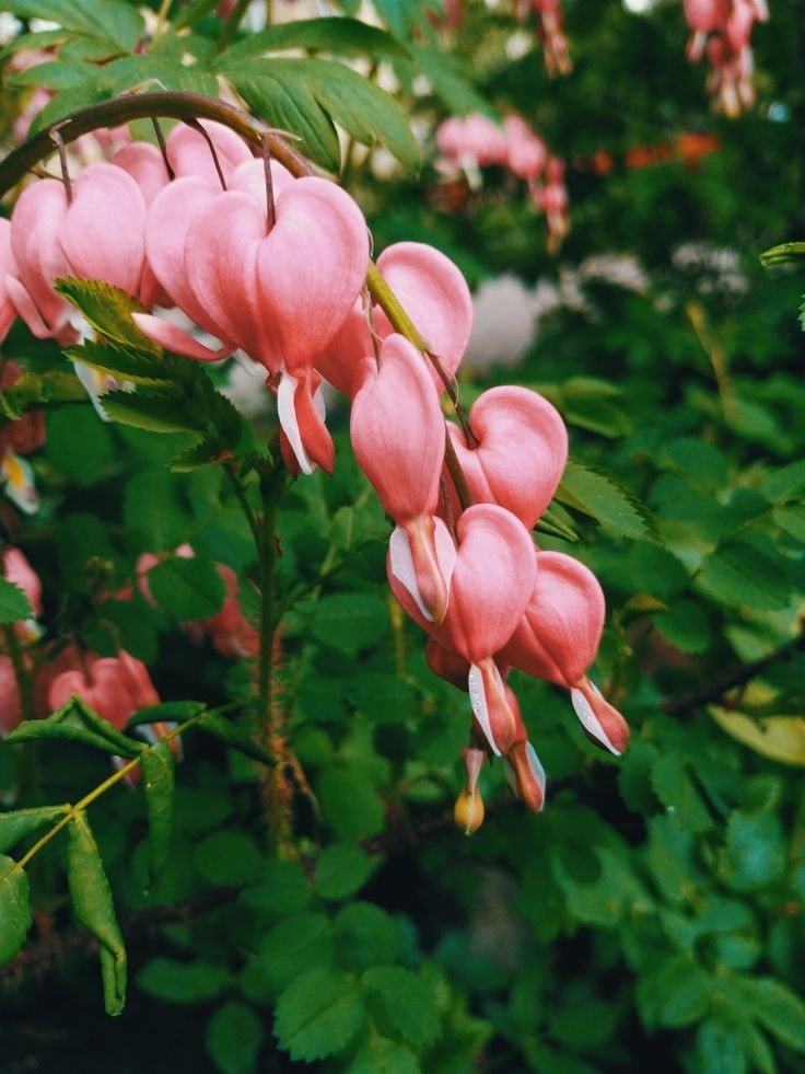 To: <a href="/LE0cheewan/">Leo (MOVED TO BLUESKY)</a> 

From: Anonymous

💐: Baby's breath, carnations, and dicentras

✉️: Good morning dear

🎶: "You've got me stuck to where I'm sitting, looking at your eyes"