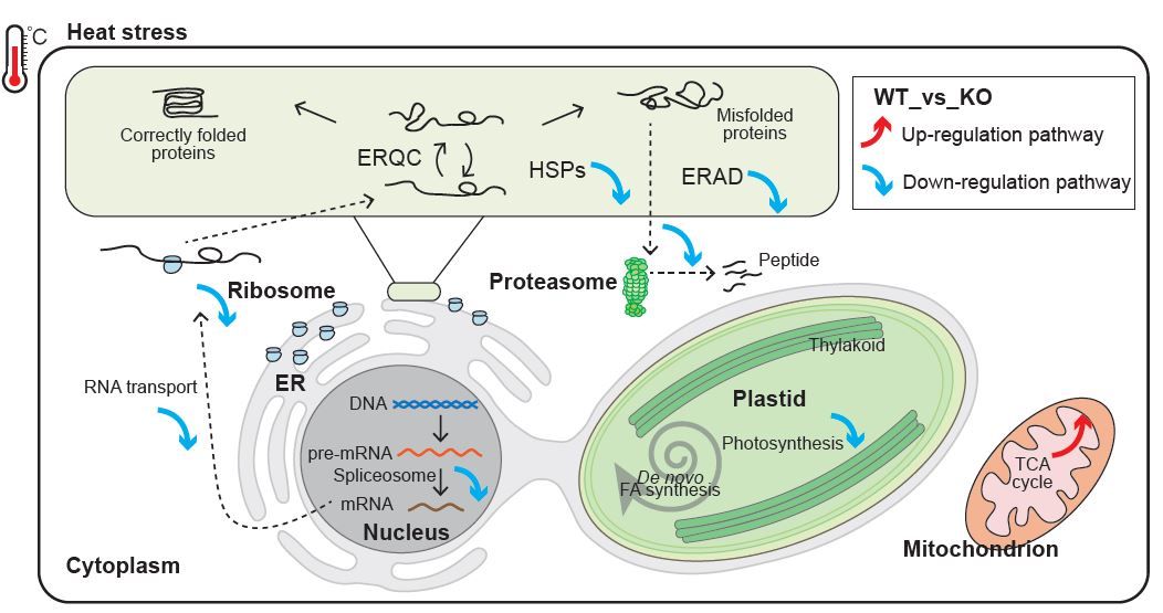 Delta-5 elongase knockout reduces docosahexaenoic acid and lipid synthesis and increases heat sensitivity in a diatom (Junkai Zhu, Shuangqing Li, Weizhong Chen, Xinde Xu, Xiaoping Wang, Xinwei Wang, Jichang Han, Juliette Jouhet, et. al.) buff.ly/4aG2XNJ @ASPB #PlantSci