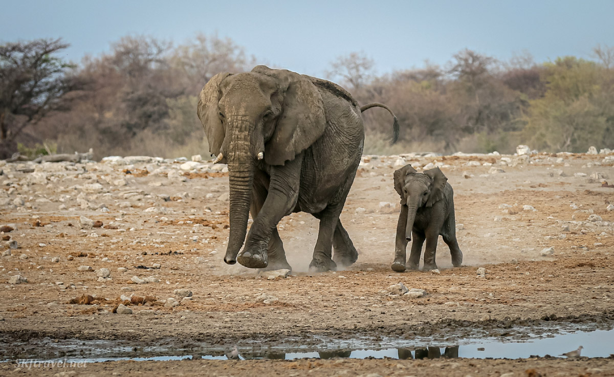 Parenting in Etosha NP. #giraffe #elephant #oryx #africanwildlife #wildlifephotography #safari #africanadventures #namibia #travelphotography #travel #travelblogger #wildlifelovers #babyanimals