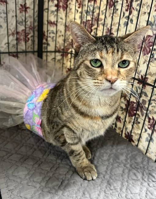 Senior Prrrom is TOMORROW! Pinky's been getting ready all week! Meet her and get ALL the Prrrom 411 in our latest email: 
conta.cc/4e4RIRO