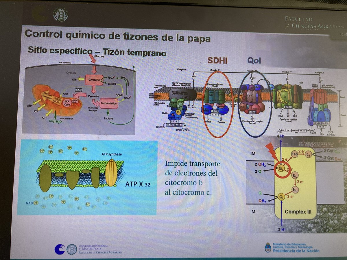 TelecheaFacundo's tweet photo. Diplomatura de Posgrado en Cultivo de Papa. ⁦@fcabalcarce⁩ https://t.co/4BWOGZo3yj
