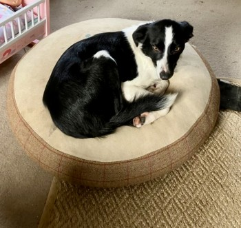 millypod1's tweet photo. BOTH  HOME SAFE. THANKS FOR RT's 😊🐕🐾

🆘26 MAY 2024 #Lost SKYE &amp; NELL #ScanMe #Tagged
2 Black &amp; White Border Collie BOTH Female 
Farm #WetherHill #Farndale #York #NorthYorkshire #Yorkshire #YO62 
https://t.co/y74p1fVbYR
https://t.co/pp3IUkp0OA https://t.co/j8k0xpv9jm