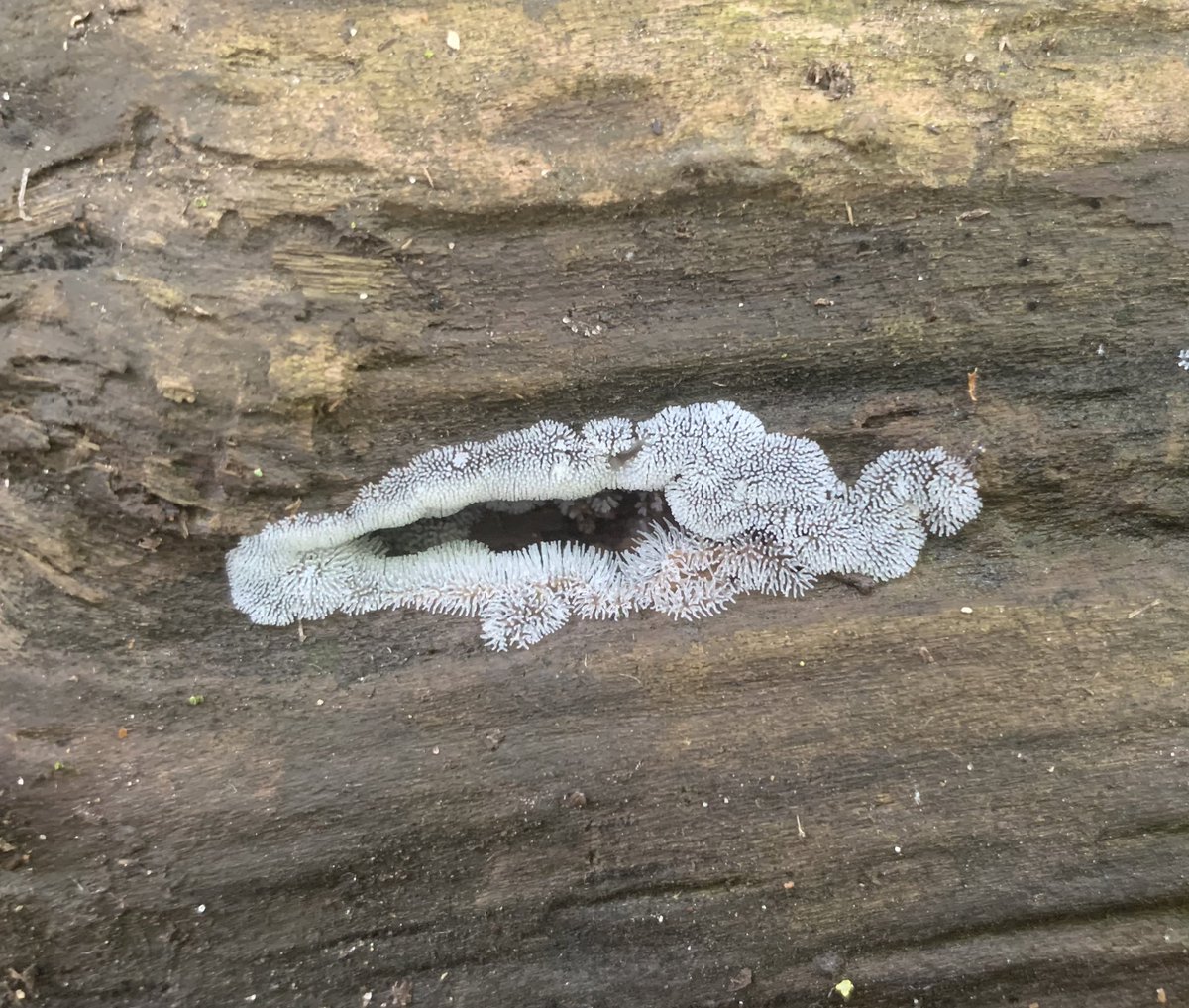 This fungi/slime mould (?) looks kinda like a geode