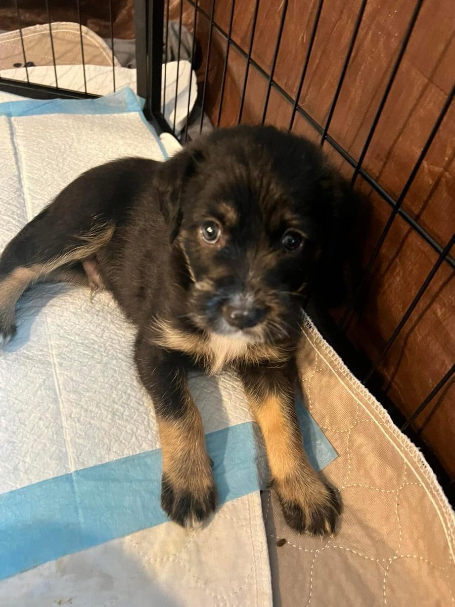 🤩 Yoshi is available to apply to adopt NOW!! 😍 Apply at shelterluv.com/matchme/adopt/… Age: 7 weeks Sex: male Breed: Terrier Mix Estimated adult weight: 40+ I’ve been living with cats, kids,other dogs and get along great with all three. #adoptdontshop #adoptme #puppies #roseville