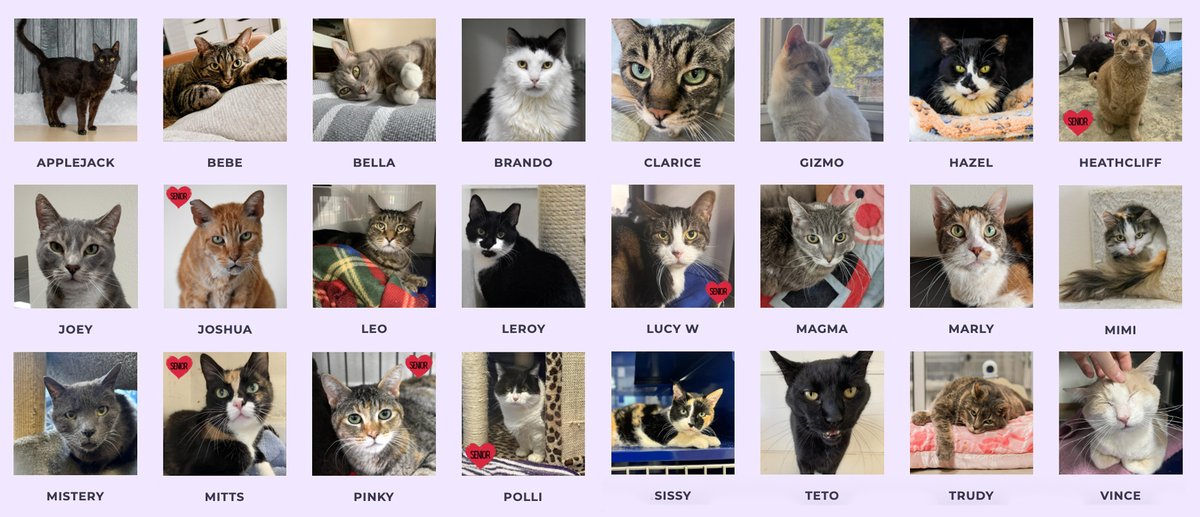 Today and tomorrow, VOTE for the 2024 Senior Prrrom King and Queen! 2 votes each, top 2 kitties are crowned!! heavenlypets.org/prrrom#vote

#adoptme #adoptasenior #CAAdoptAPetDay #seniorcats #seniorprrrom #adoptionevent #losangelespetadoption