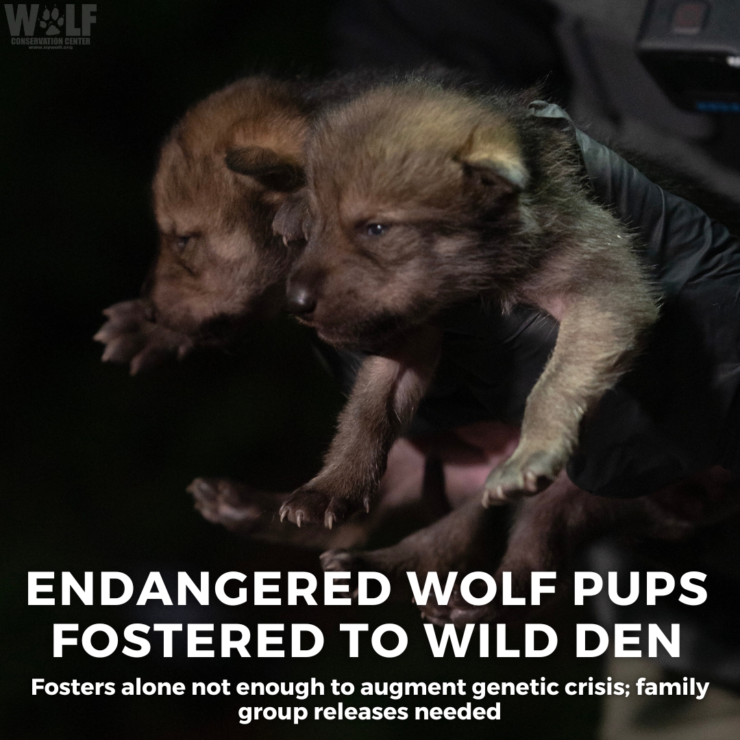 5 of Mexican gray wolf Trumpet's pups were fostered into a wild wolf den in NM - read more! bit.ly/3Ku4CuM While we wish long + happy wild lives for these pups, we must acknowledge Trumpet's continued sacrifice over the years - 12 of her 24 pups have been fostered.