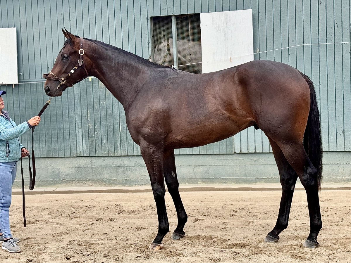 Goal Orientated 🎯 #NTT #SF2YO with @BobBaffert ⁩had a look at him this morning ⁦@santaanitapark⁩ with part owner @Determined_Stud⁩