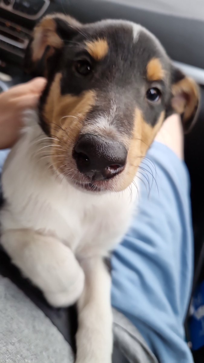 𝙎𝙖𝙖𝙢𝙤 tweet media