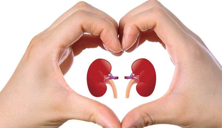 We’re highlighting #kidneys on #HypoparaDay2024. With #hypoparathyroidism we're at greater risk of chronic kidney disease #CKD. Current treatment wasn't designed for us  &amp; hypopara is the only endocrine condition without replacement hormone therapy #PTH