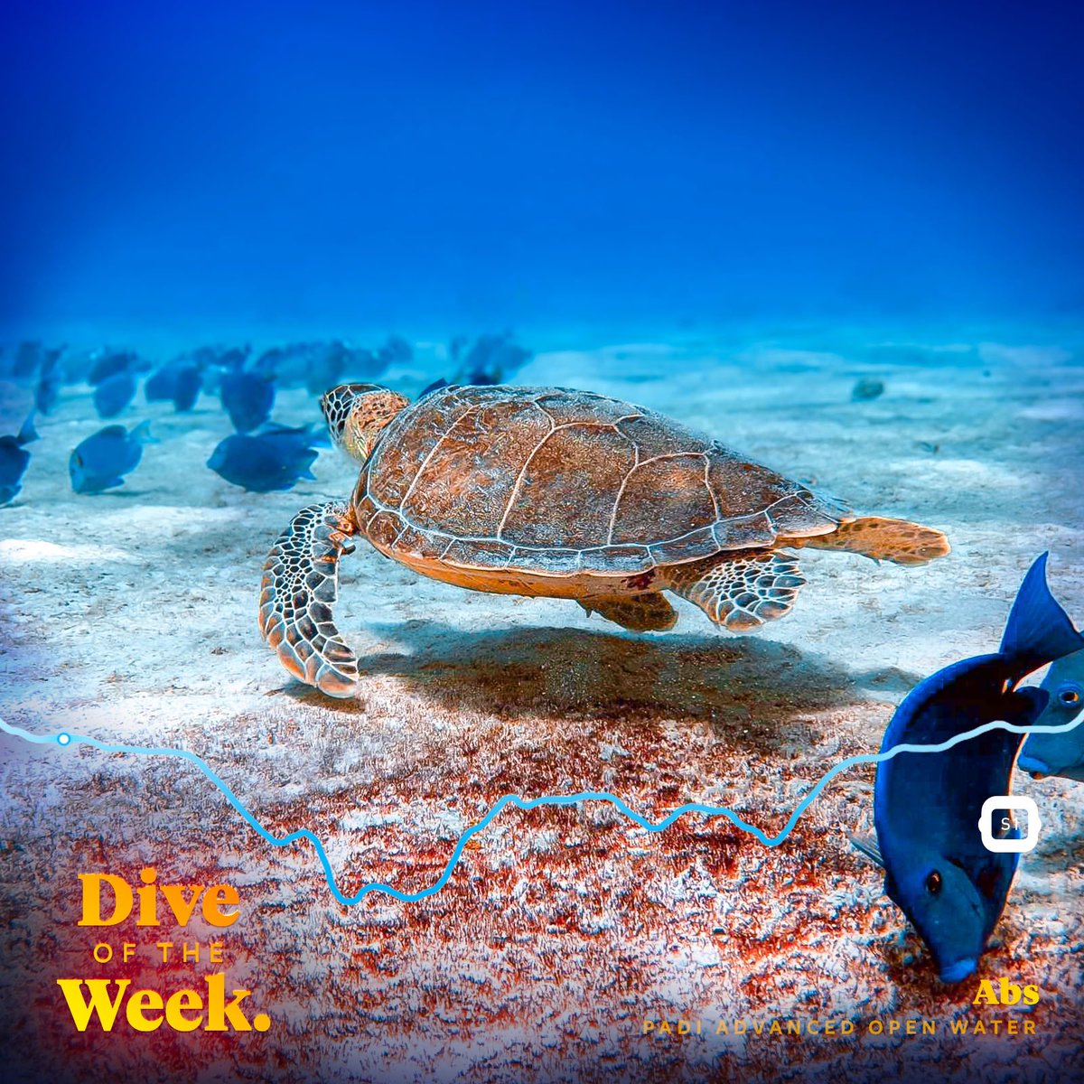 🌊 Check out the latest #DiveoftheWeek and start logging your dives in Oceans, the #1 discovery and logbook app for scuba divers! → oceans.io