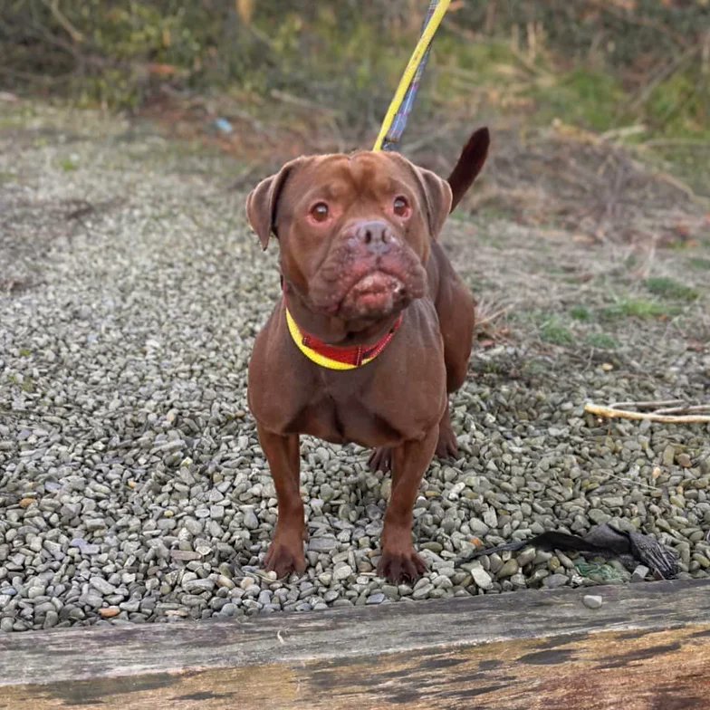 Please retweet to help AJ find a home #CARMARTHENSHIRE #WALES #UK 
AVAILABLE FOR ADOPTION, REGISTERED BRITISH CHARITY ✅
Please meet AJ another unclaimed stray!
AJ is small Bullbreed, 4y.o and a real character. He walks past dogs on a walk with no fuss but would be better rehomed