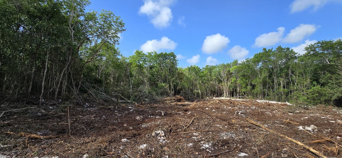 Un #desastre para #agua #selva #cenotes #MedioAmbiente es el #TrenMaya #AMLO ☠️
@SelvameMX @EugenioDerbez @gchristy65 
#trending #life 🐆🌴🐜🌺🦋🦥🐊🌾
#CodigosNews 
codigosnews.com/articulo/la-am…