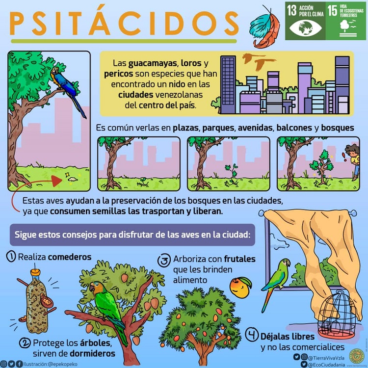 TierraVivaVzla's tweet photo. 🦜Hoy es el #DíaMundialdelosLoros con la finalidad de concientizar sobre estas aves silvestres amenazadas por el  mascotismo y la pérdida de su hábitat.

Te recordamos datos de interés sobre estas especies

#SomosBiodiversidad https://t.co/KjFyFzNUQC