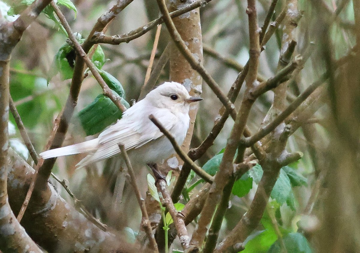 Ed Betteridge tweet media