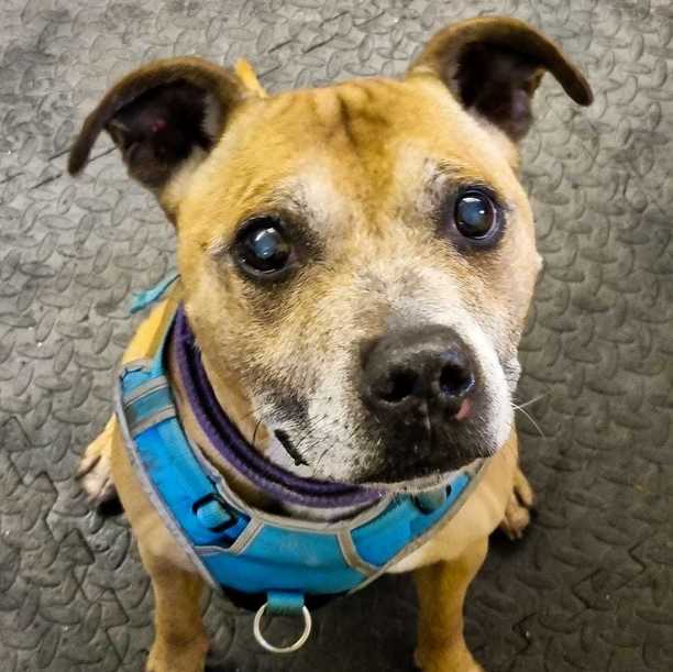 Please retweet to help Mutley find a home #CHESHIRE #UKAVAILABLE FOR ADOPTION, REGISTERED BRITISH CHARITY✅
Please give him a share as older dogs are usually overlooked  AGE: 12 years old    
LOCATION: In foster, Cheshire.  
TEMPERAMENT: Happy, Friendly and Cheeky. CHILDREN: 12