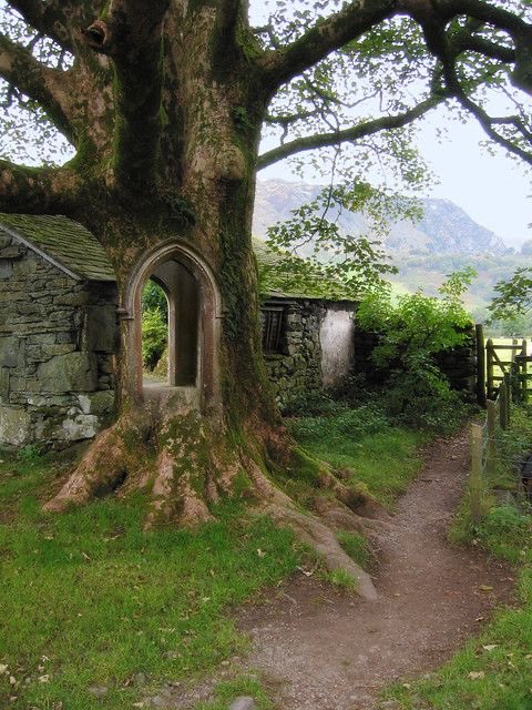 🎨John Banks Doorway Tree.