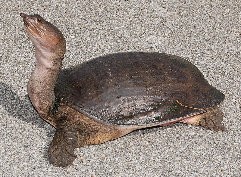🇲🇩 NATALIA BARBU - smooth soft shell turtle