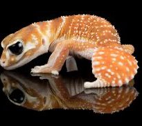🇵🇱 LUNA - smooth knob tailed gecko