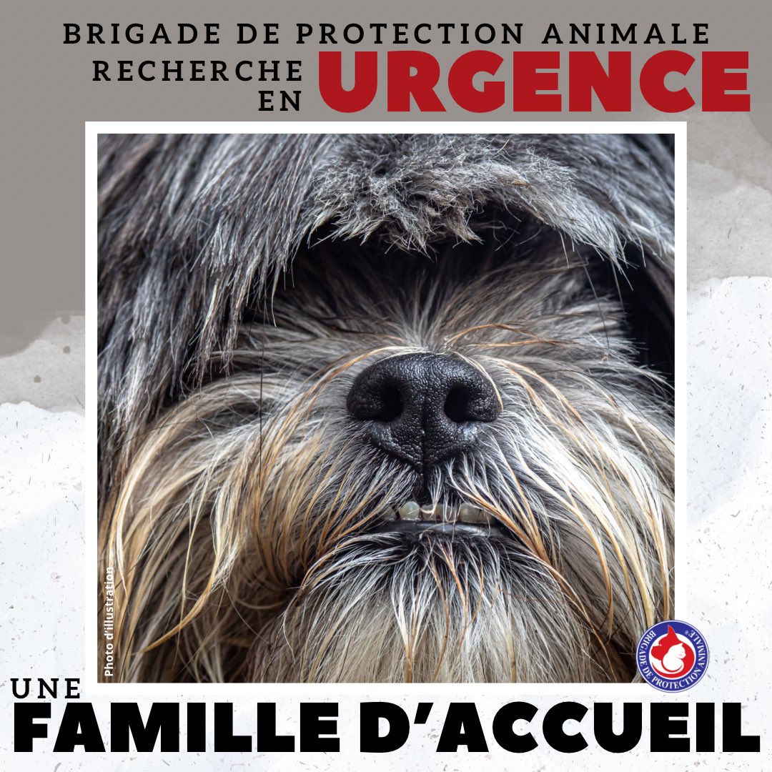 🆘 #RECHERCHE #FAMILLE D’#ACCUEIL 🆘 
🐶 Pitch - 7 ans 

Le #sauvetage de Pitch est en cours et nous lui recherchons en #URGENCE une famille d’accueil du côté du #Tarn (81) ou proche 🚨 

Pitch est un #Shihtzu de 7 ans dont nous n’avons pas d’informations, juste qu’il a besoin de