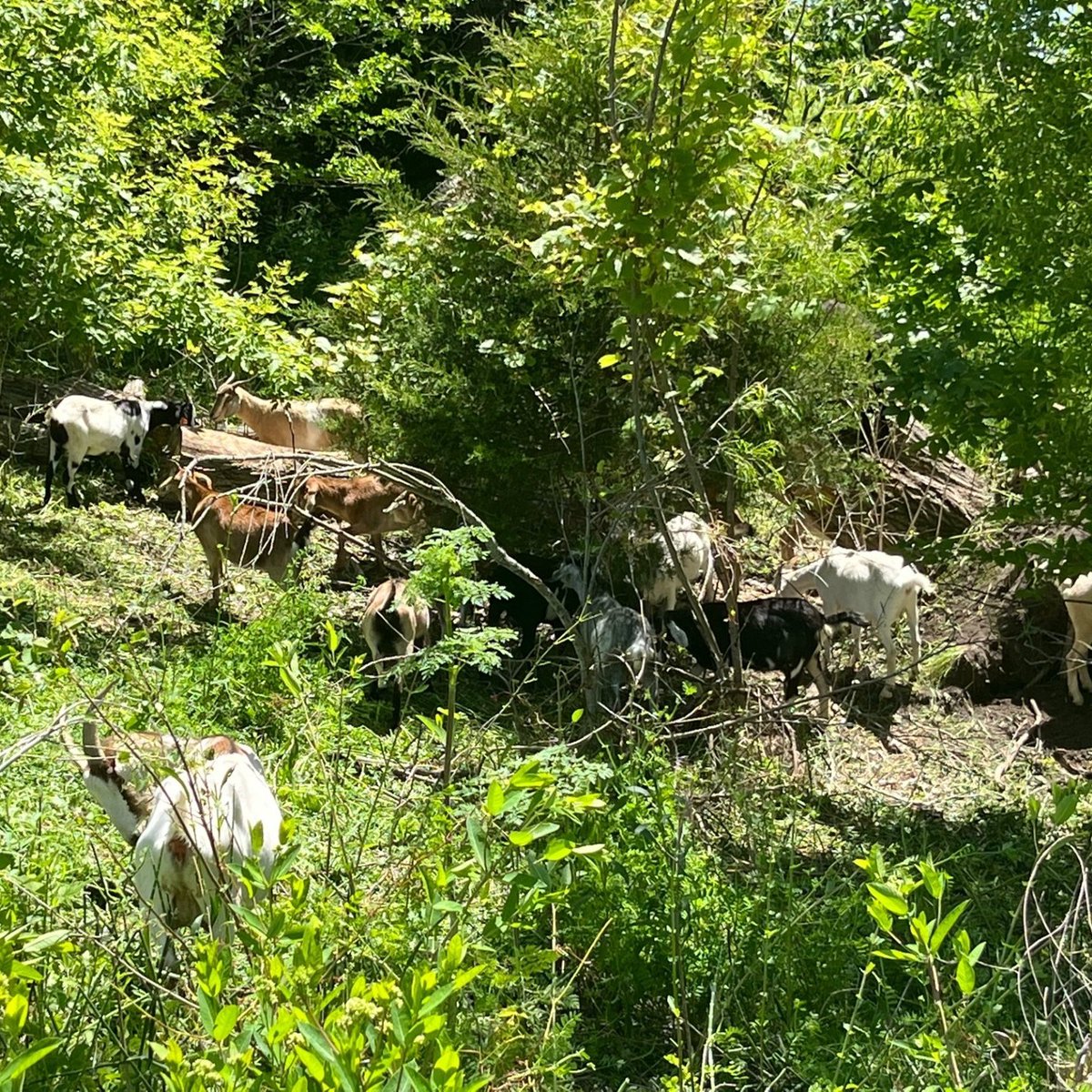 Goats are back at Ada Hayden Heritage Park. The goats will be used to graze on non-native vegetation and offer an economical and environmentally safe method for reducing invasive weeds in a native landscape.

The goats will be in Ada Hayden during June.