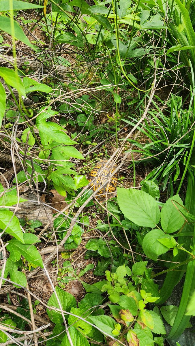 overgrwngarden's tweet image. Found a friend in my yard... #boxturtle #iliketurtles