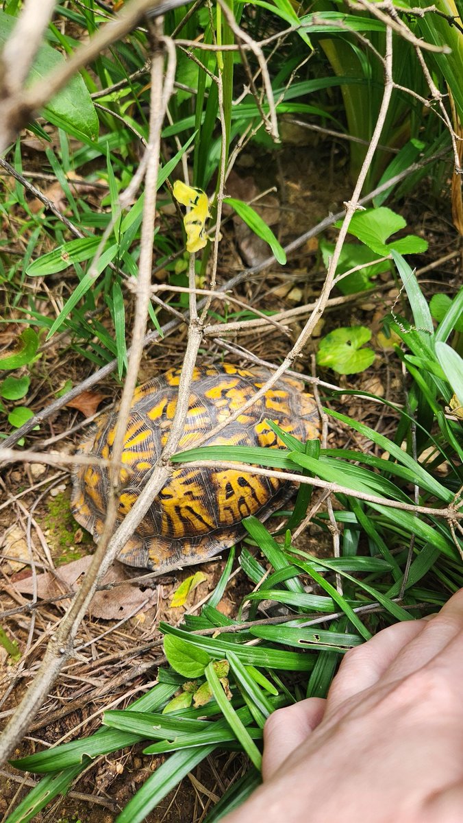 overgrwngarden's tweet image. Found a friend in my yard... #boxturtle #iliketurtles