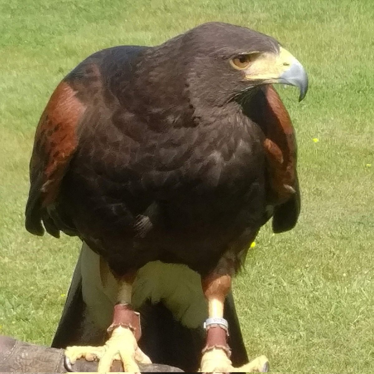 @swearysnork Here's a Hawk.  I can't find my cat photos.  This is a really amazing creature anyway and is sitting on my arm.  I hope this will suffice 🙂