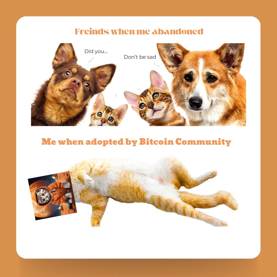 Bitcoin $CAT tweet media