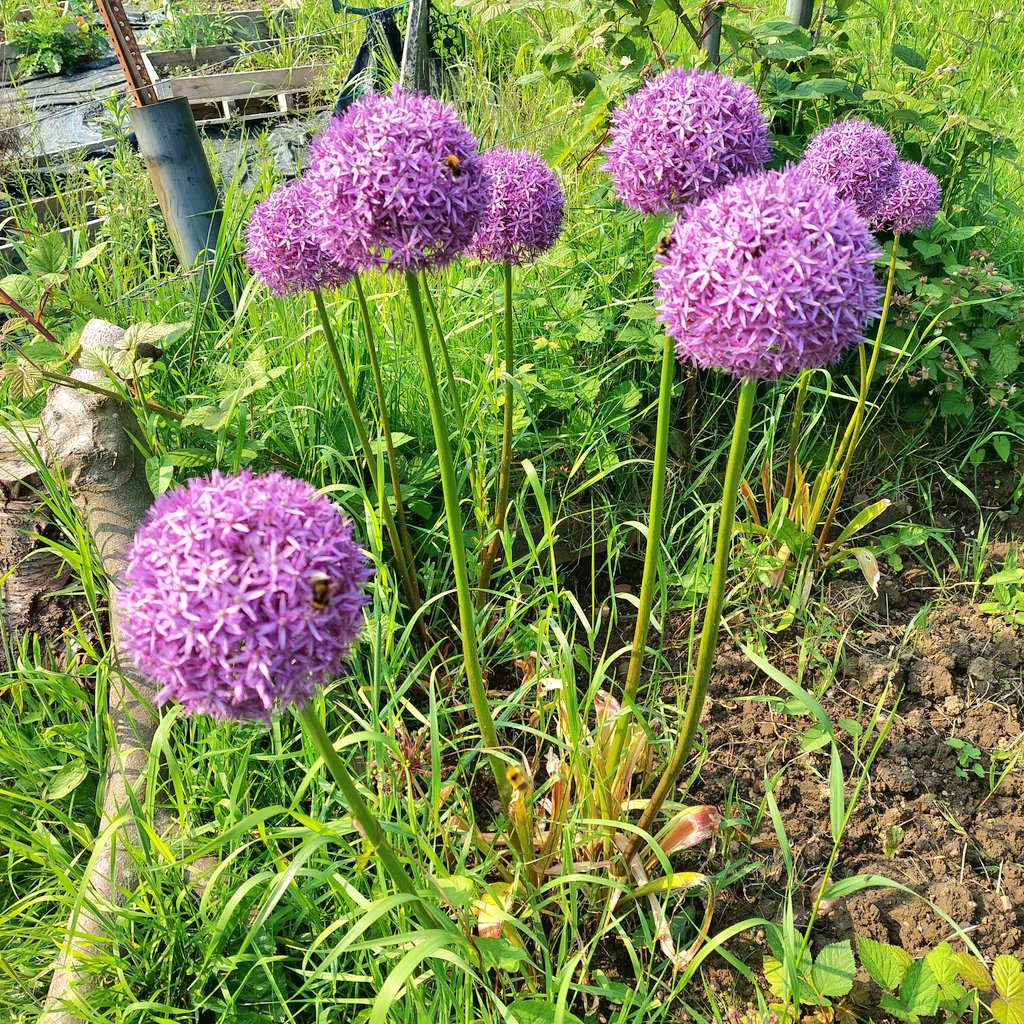 PoppyKouratora's tweet photo. #alliums https://t.co/QsGiMU34jZ